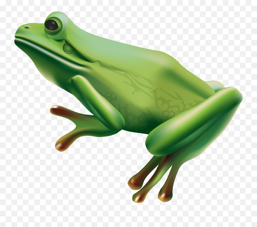 Frog Art Png Transparent Background