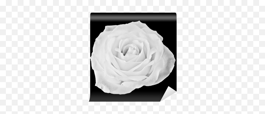 Black And White Rose Wall Mural U2022 Pixers - We Live To Change Floribunda Png,Black And White Rose Png