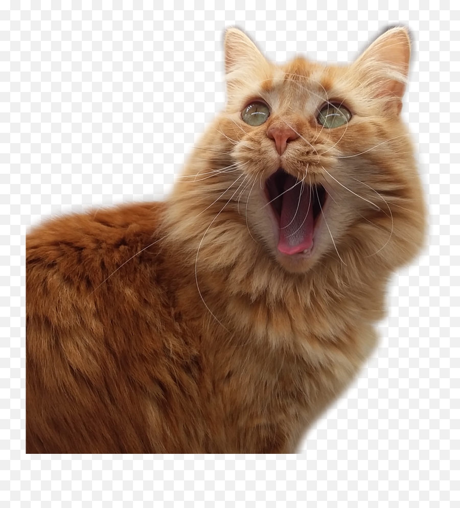My Cat - Cat Yawns Png,Cat Whiskers Png
