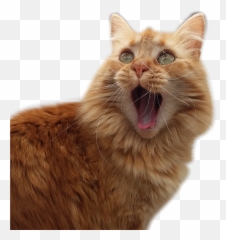 My Cat - Yawns png