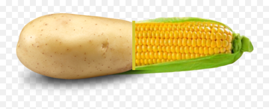 Corn - Corn Kernels,Corn On The Cob Png