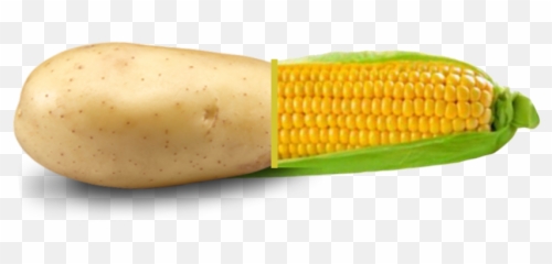 Corn - Kernels Transparent PNG