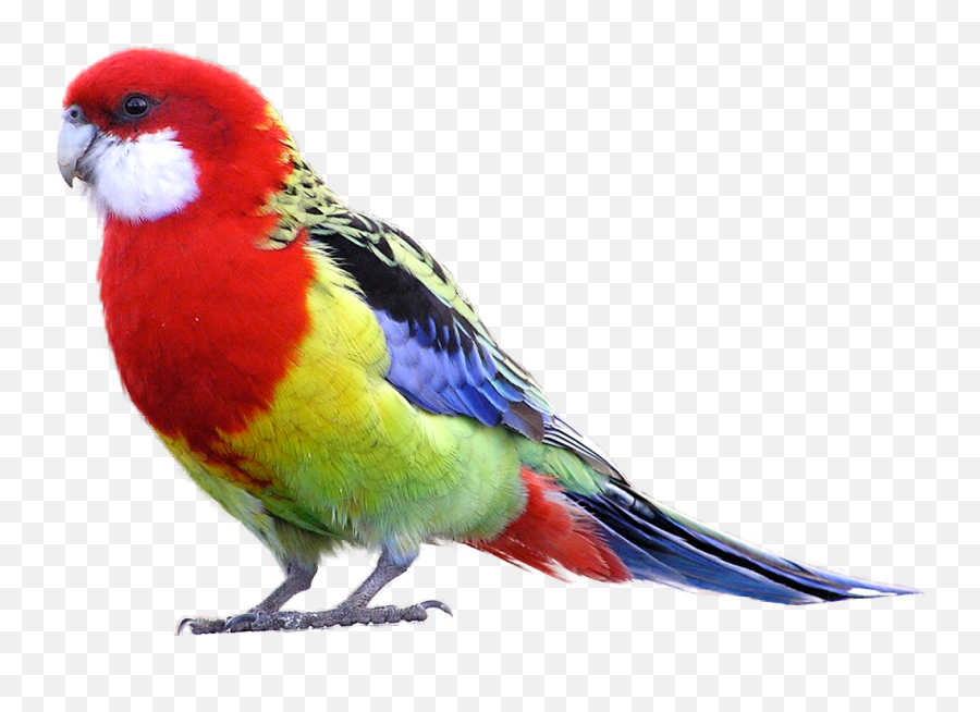 Parrot Png Images And Clipart Free Download - Eastern Rosella Png,Parrot Transparent