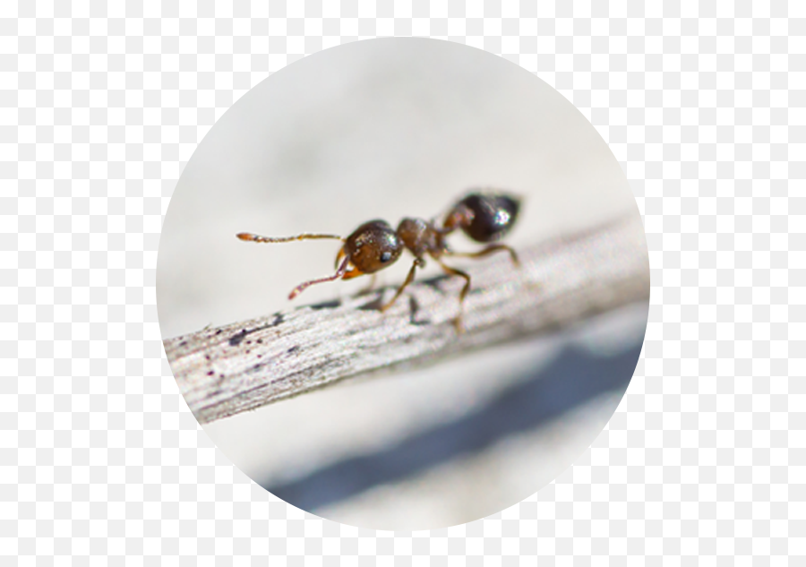 Ant Species - Macro Photography Png,Ant Transparent