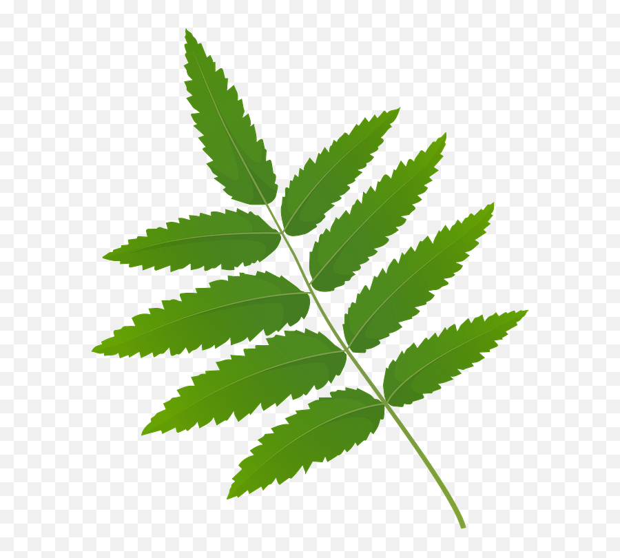 Rowan Tree Green Leaf Clipart Free Download Transparent - Rowan Tree Leaves Clip Art Png,Leaf Clipart Transparent