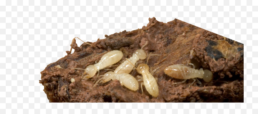 Elite Pest Termite Fort Smith - Termite Png,Termite Png