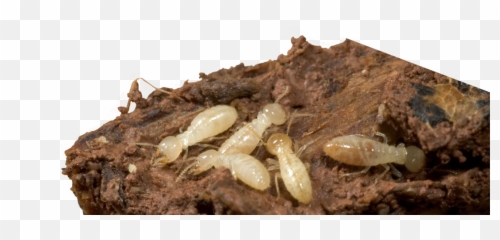 Elite Pest Termite Fort Smith - Termite Png,Termite Png