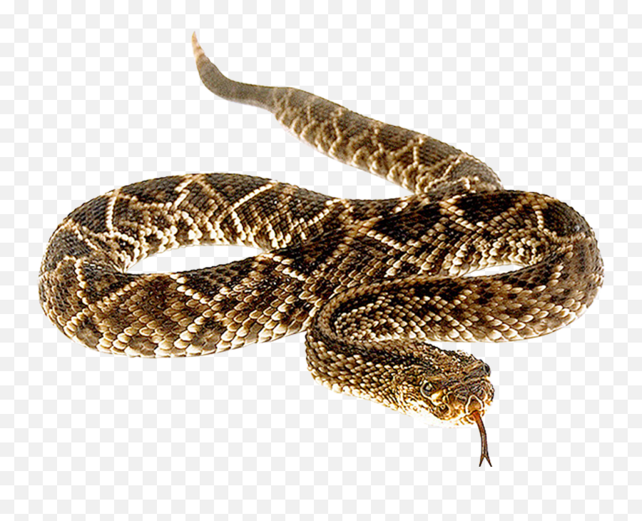 Snakebite Anaconda Vipers Venomous - Does A Snakes Tail Start Png,Rattlesnake Png