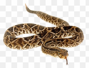 Snakebite Anaconda Vipers Venomous - Does A Snakes Tail Start Png,Rattlesnake Png