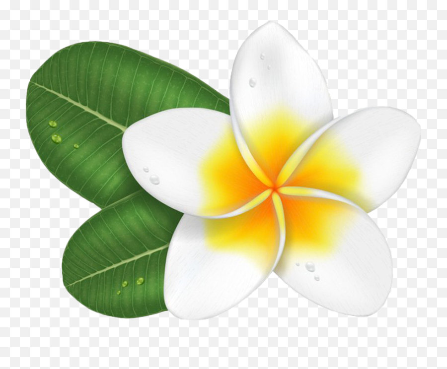 Flowers Rose Flower Png Clipart - Frangipani Png,Plumeria Png
