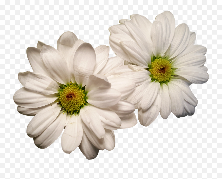 Canvas Print Exposed White Flowers - Flores Blancas En Png,Margaritas Png