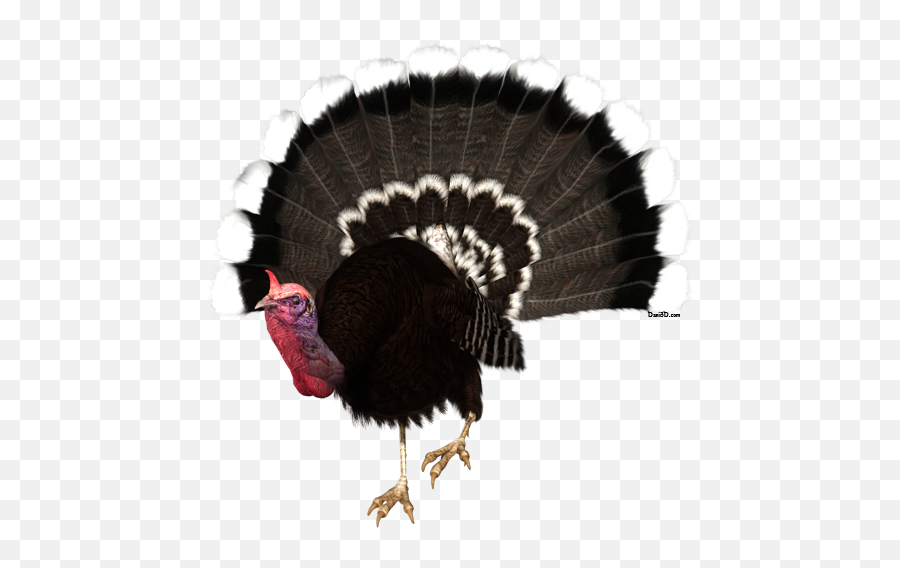 Autumn Dani Foster Herring Page 2 - Domesticated Turkey Png,Turkey Transparent