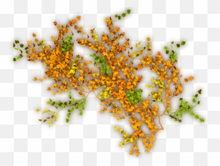Index Of - Virginia Creeper Png,Creepers Png