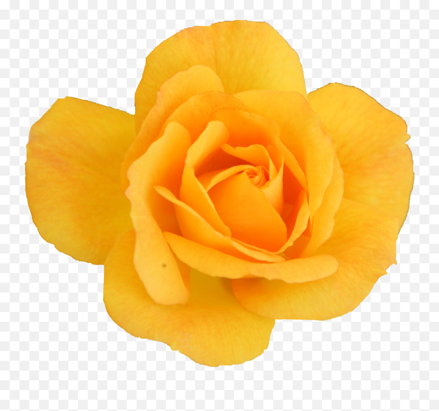 6 Yellow Rose Transparent - Garden Roses Png,Yellow Roses Png