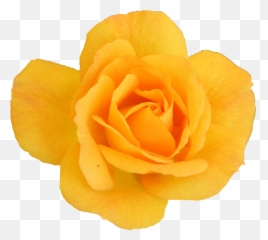 6 Yellow Rose Transparent - Garden Roses png