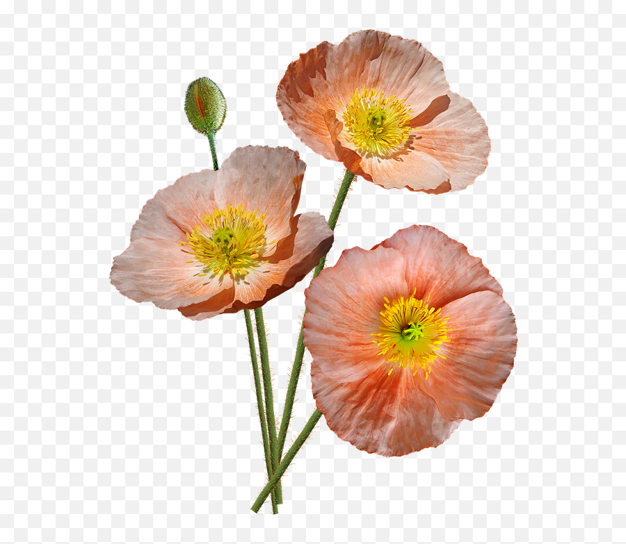 Poppies Pink Iceland - Pink Iceland Poppy Transparent Background Png,Poppies Png