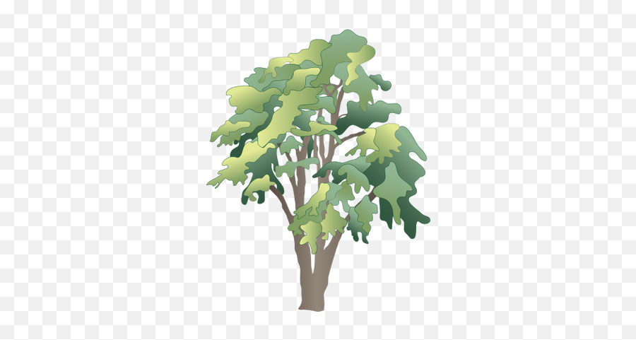 Index Of Ressources - Ticeresstice1partagevisuelian Rainforest Trees Vector Png,Acacia Tree Icon