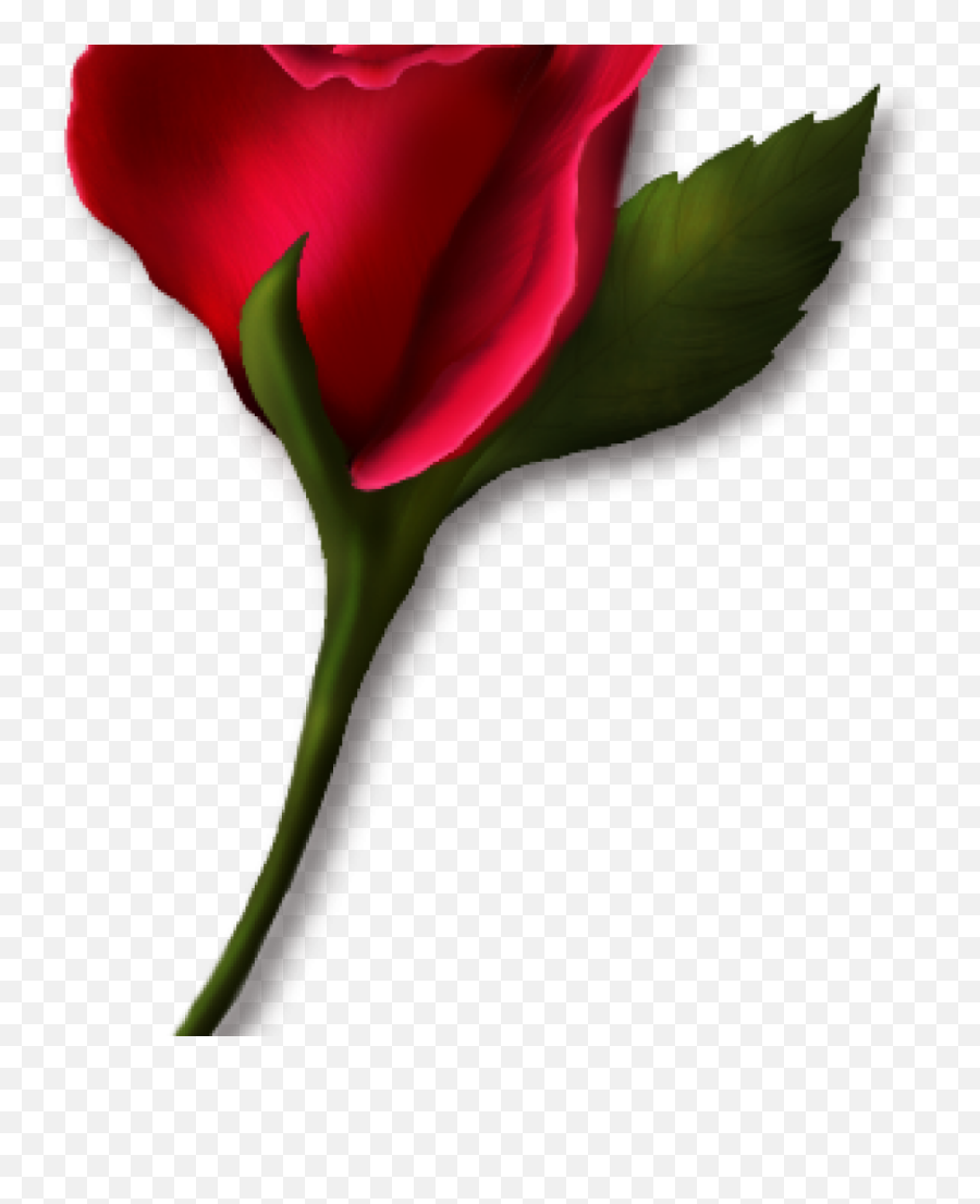 Single Rose Clipart Png - Little Red Rose,Real Rose Png
