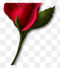 Single Rose Clipart Png - Little Red Rose,Real Rose Png
