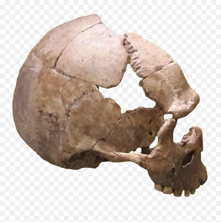 Rhunda Skull - Portable Network Graphics Png,Skull Png Transparent