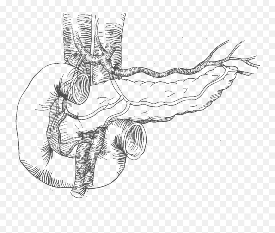 19 Pancreas Drawing Sketch Huge Freebie Download For - Clip Pancreas Sketch Png,Pancreas Icon