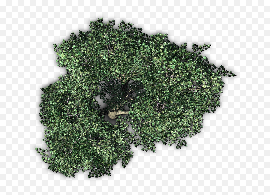 Tree From Above Png Picture - Olive Tree Top View,Tree From Above Png