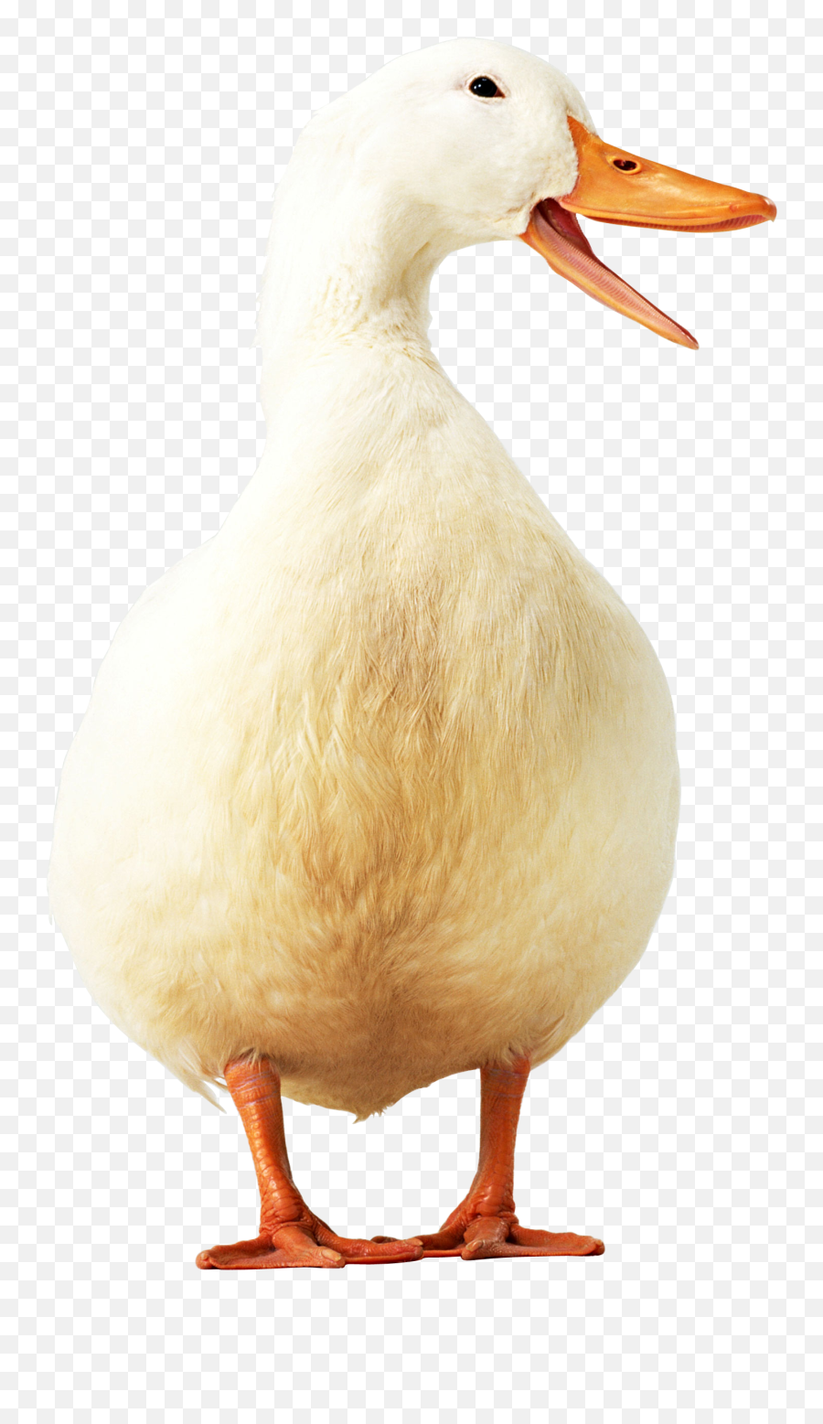 Duck Png Image Free Download - Duck,Duck Png