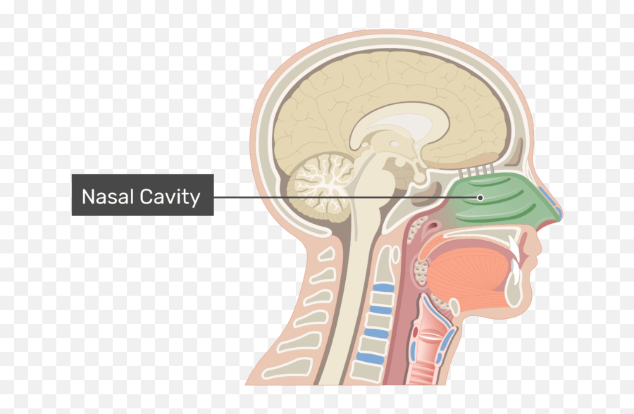 Bones And Cartilages Of The Nasal Cavity - Nose And Nasal Cavity Png,Nose Transparent