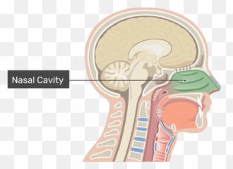 Bones And Cartilages Of The Nasal Cavity - Nose png