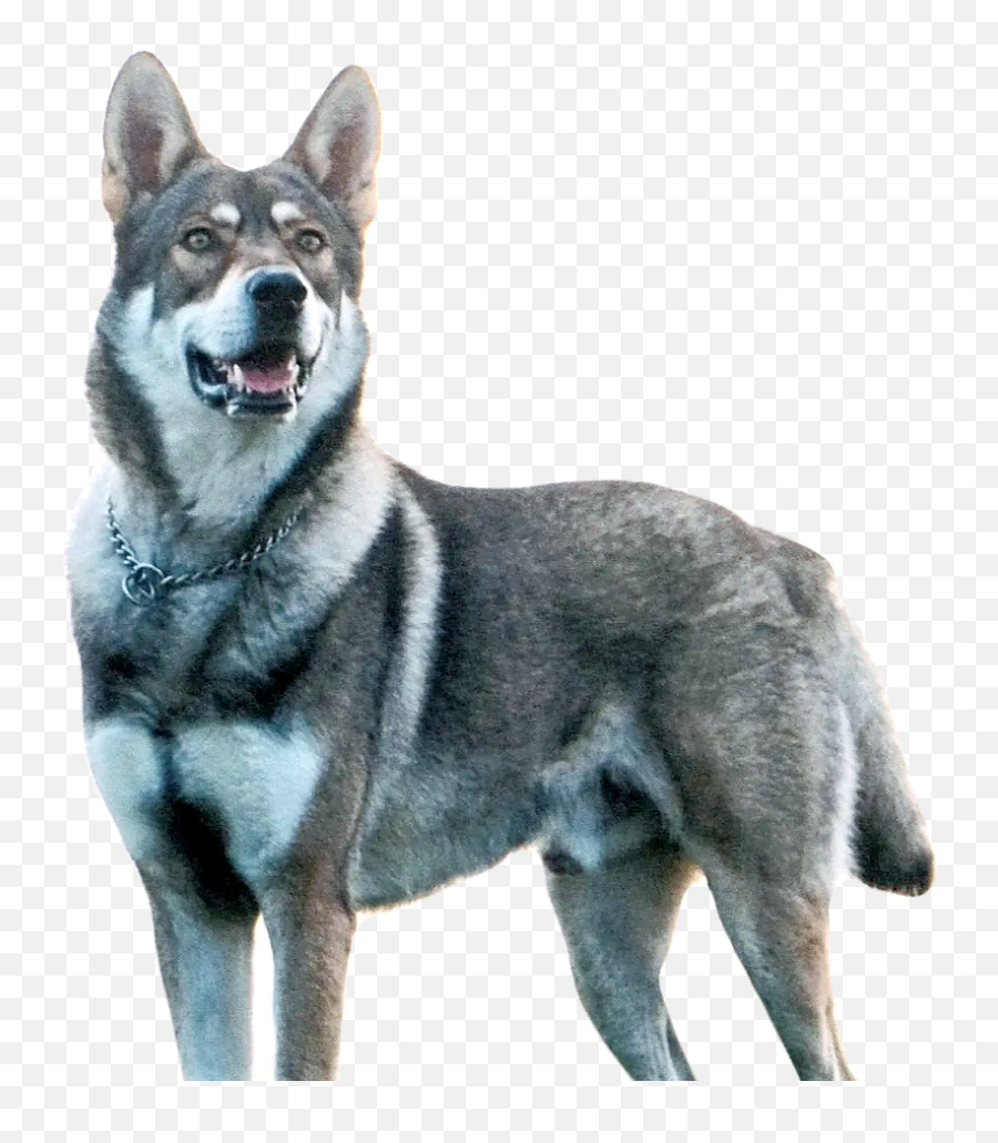 Czechoslovakian Wolfdog - Northern Breed Group Png,German Shepard Puppy Icon