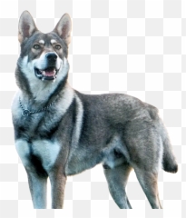 Czechoslovakian Wolfdog - Northern Breed Group png