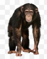 Monkey - 4 Pics 1 Word Level 230 Answer Png,Monkey Png