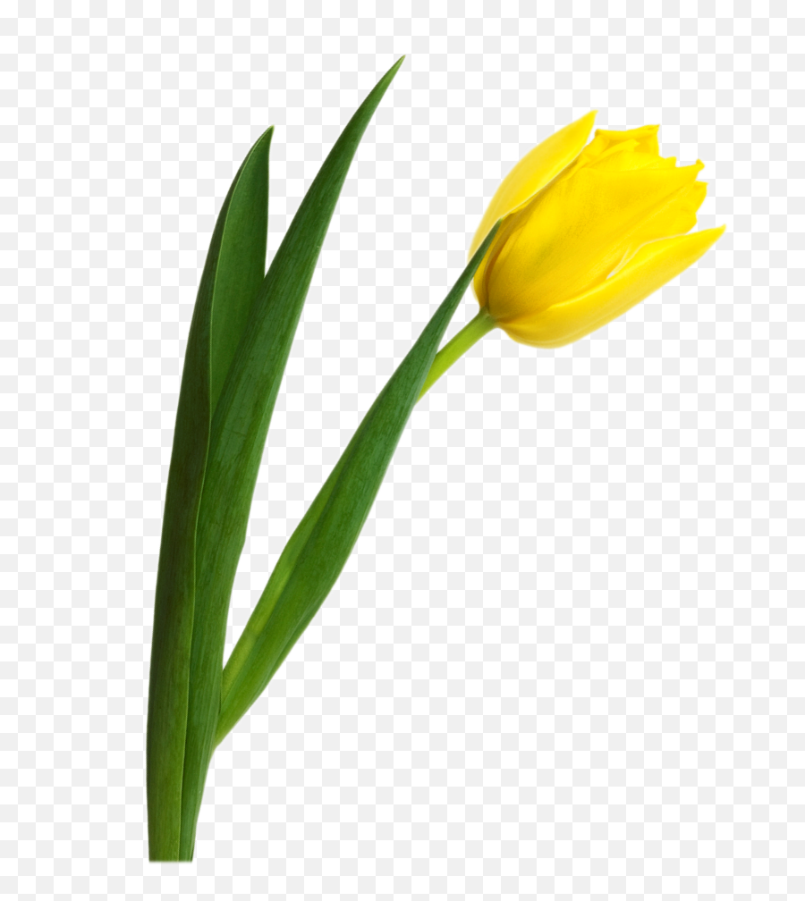 Graphic Freeuse Stock Tulip Png Image - Yellow Tulip Png,Tulip Transparent