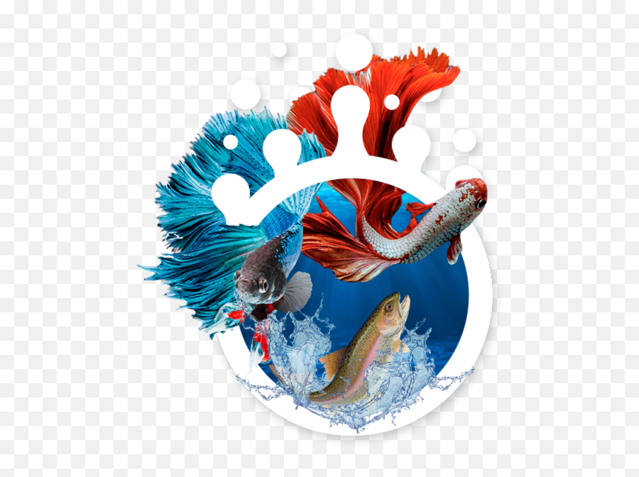 Life By Air Aeration Experts Keeping Water Alive - Aquarium Fish Png,Koi Fish Icon