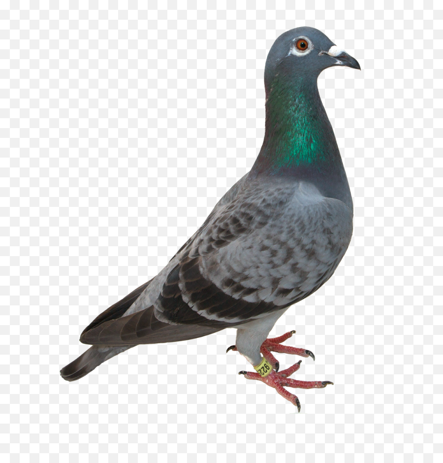 Kaito Imgbb - Kevin The Pigeon One Direction Png,Paloma Png