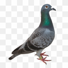 Kaito Imgbb - Kevin The Pigeon One Direction Png,Paloma Png