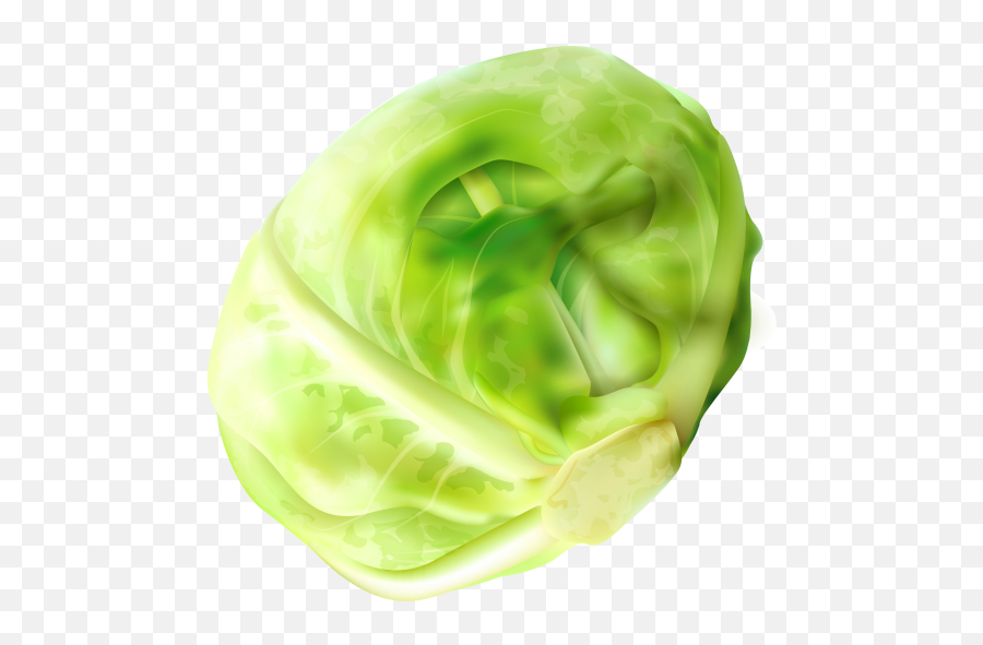 Cabbage Clipart Png Image Free Download - Brussel Sprout Png,Cabbage Png