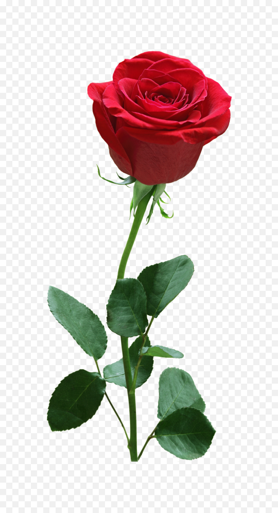 Rose Flower Png Image Free Download Searchpngcom - Center,Red Rose Png