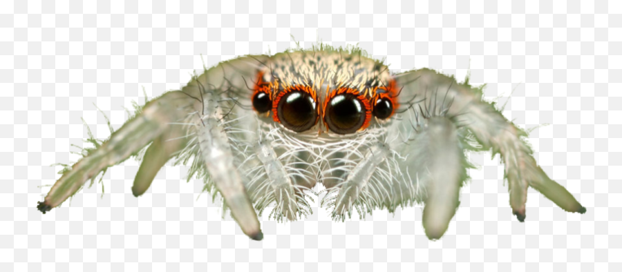 Jumping Spider Transparent Background - Jumping Spider Png,Spider Transparent