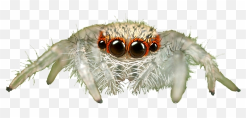 Jumping Spider Transparent Background - Png