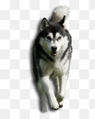 Husky Huskies From The Town Of Halszka - Pies Husky Png,Husky Png