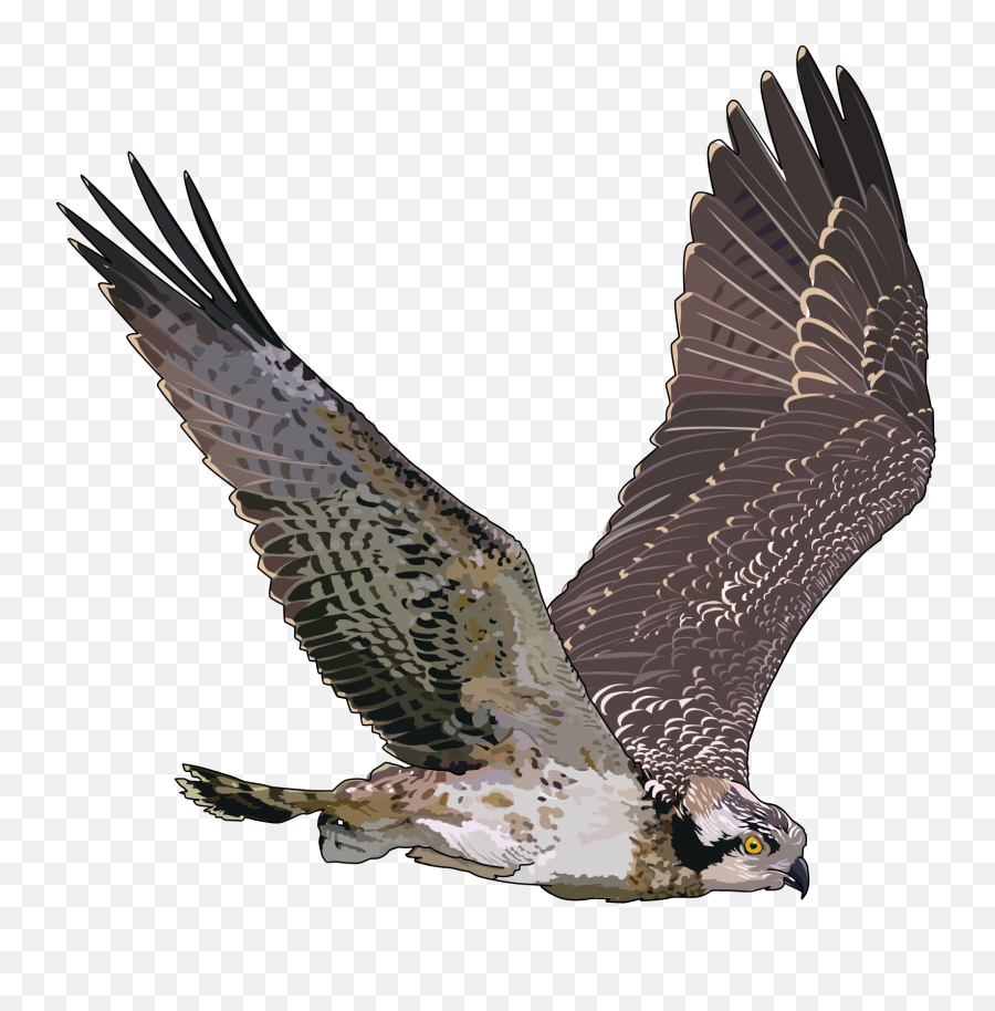 Falcon Png - Falcon Png,Falcon Png
