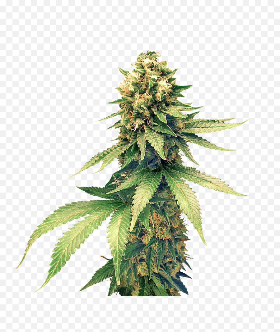 Download Cannabis Png Clipart - Transparent Cannabis Plant Png,Cannabis Png