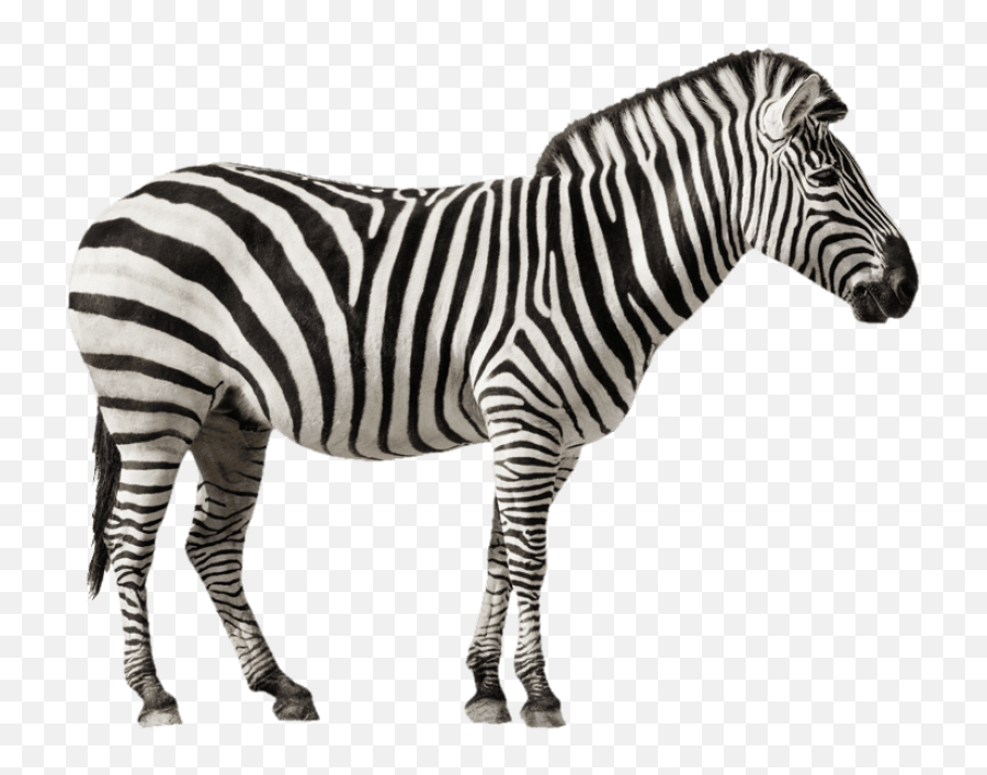 Download Hd Free Png Zebra Desktop Images - Zebras With White Background,Zebra Transparent Background