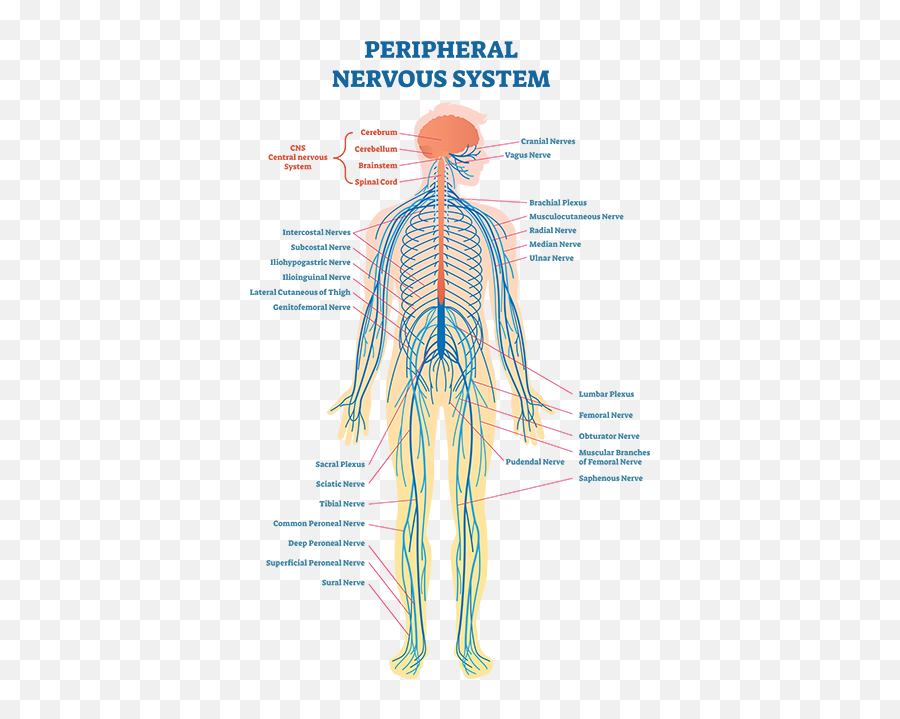 Neuropathy Awareness - Nervous System Vector Png,Nervous System Png