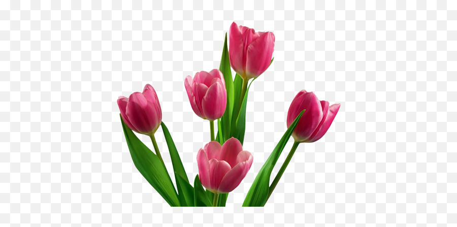 Tulip Flower Png Images Free Gallery - Transparent Background Pink Tulip Png,Real Flower Png