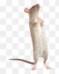 Standing Rat Nb U2013 Tbrtc - Standing Rat Png,Rat Transparent