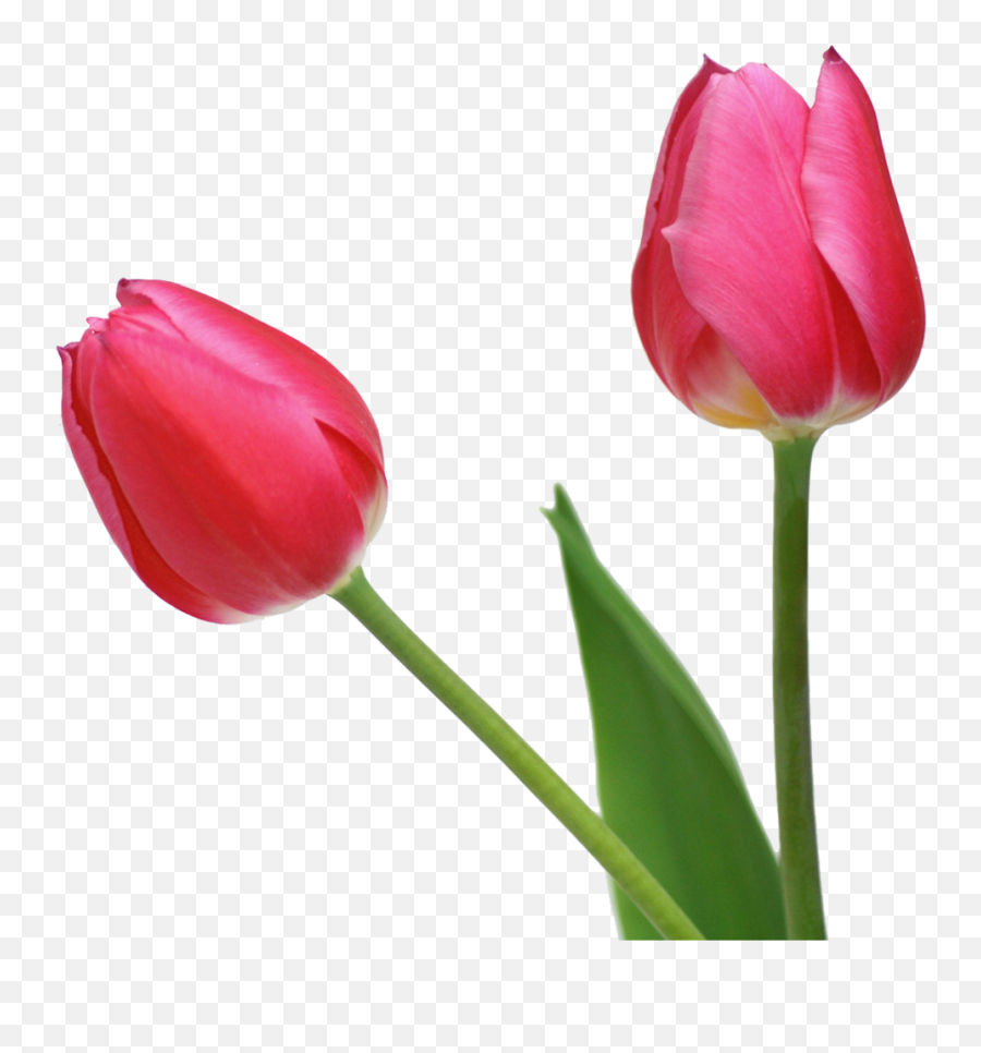 Free Transparent Tulips Download - Transparent Tulip Flower Png,Tulips Png