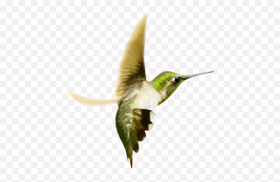 Horse Png 37 - Photo 6130 Transparent Image For Free Hummingbird Of Love,Hummingbird Png