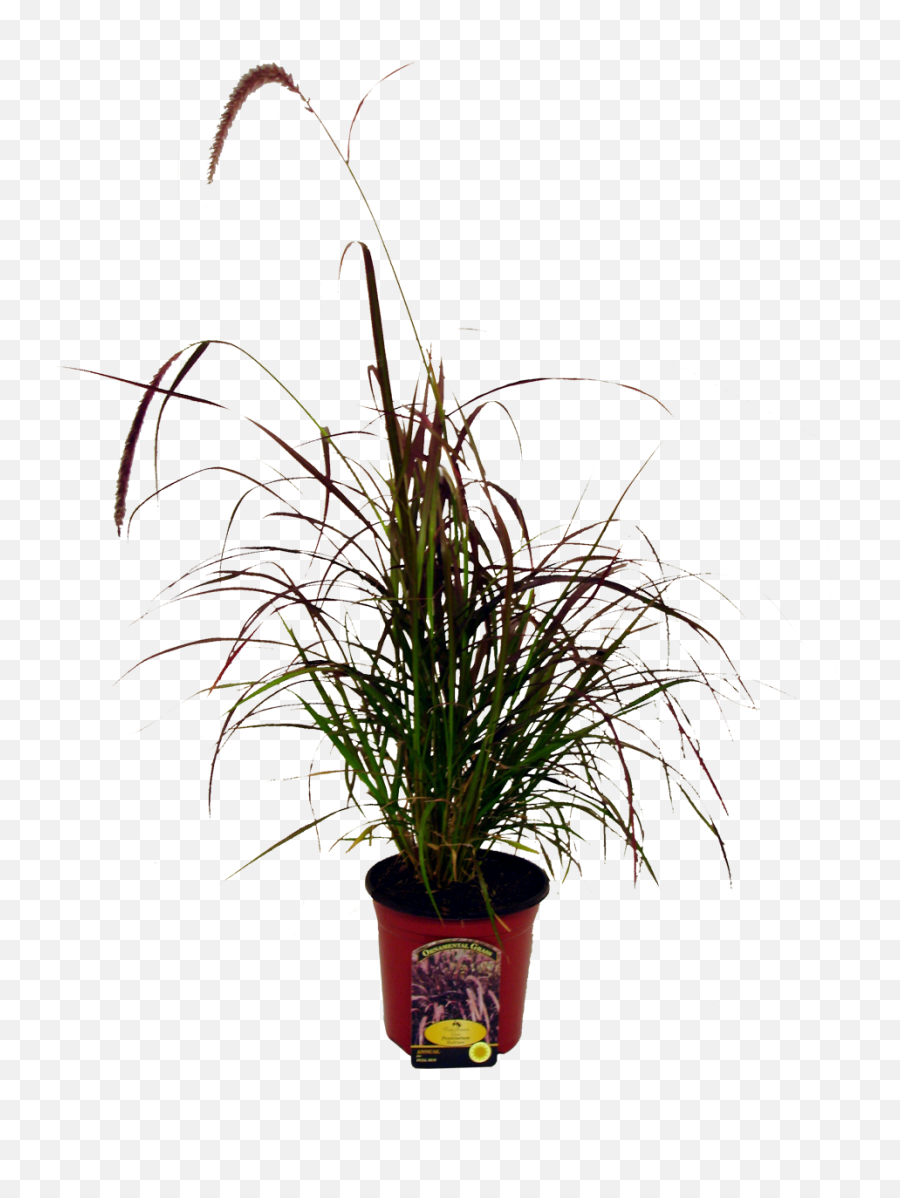 Ornamental Grass - Flowerpot Png,Fountain Grass Png